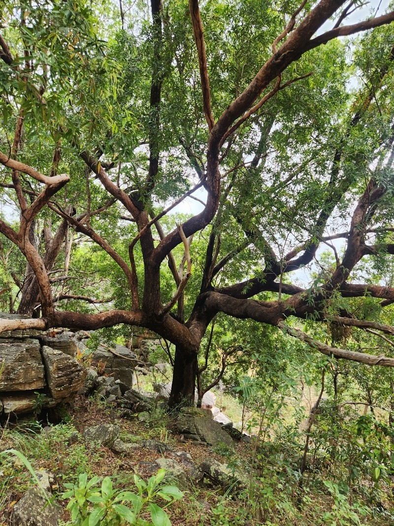 Allosyncarpia ternata photo 3