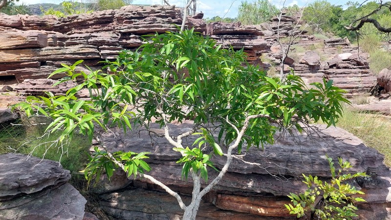 Allosyncarpia ternata photo 4