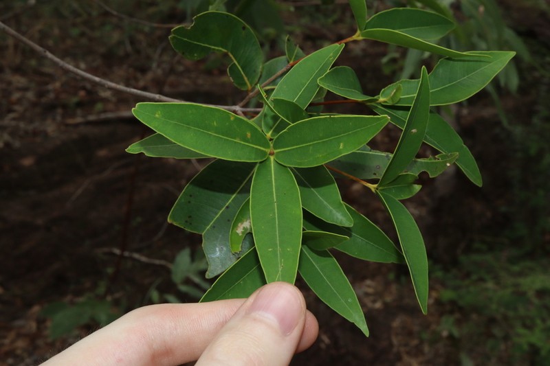 Allosyncarpia ternata photo 5