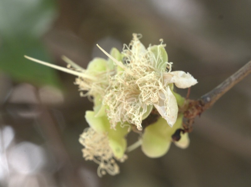 Allosyncarpia ternata photo 6