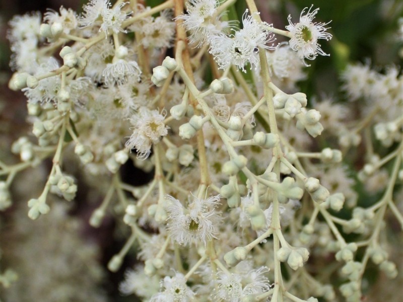 Allosyncarpia ternata photo 7
