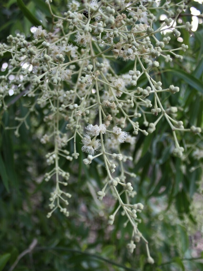 Allosyncarpia ternata photo 8
