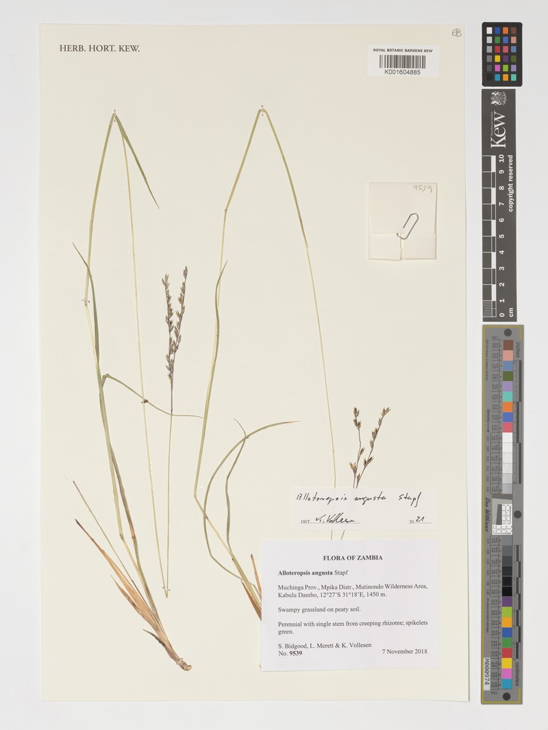 Alloteropsis angusta