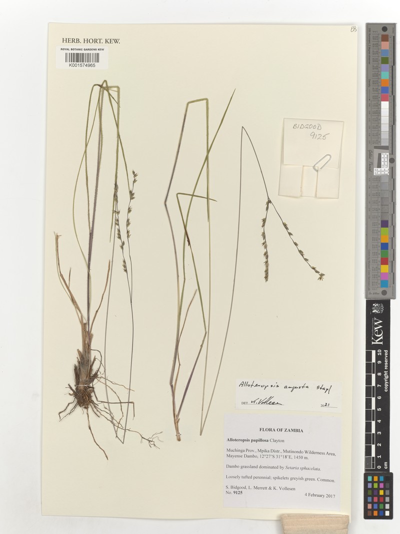Alloteropsis angusta photo 2