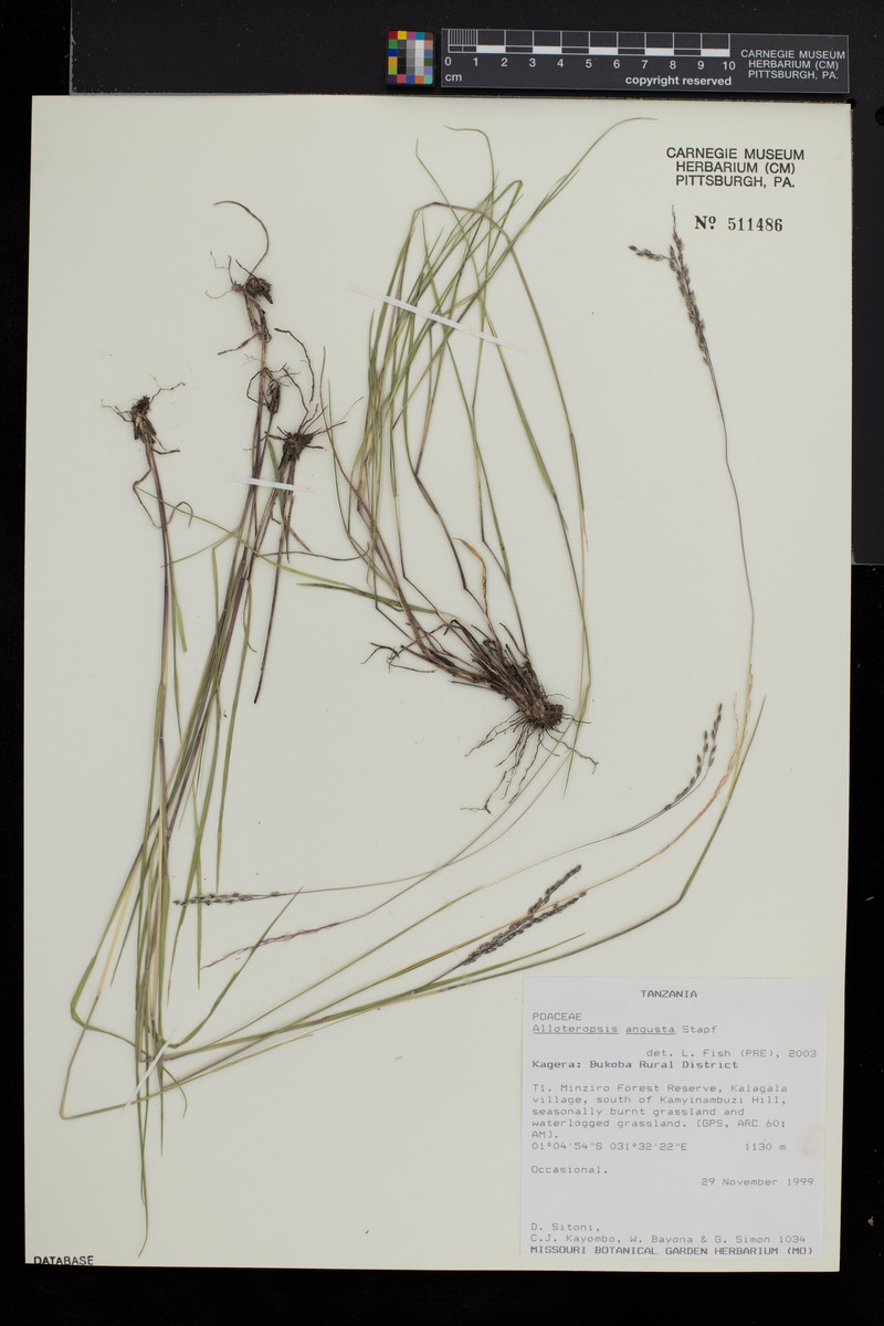 Alloteropsis angusta photo 3