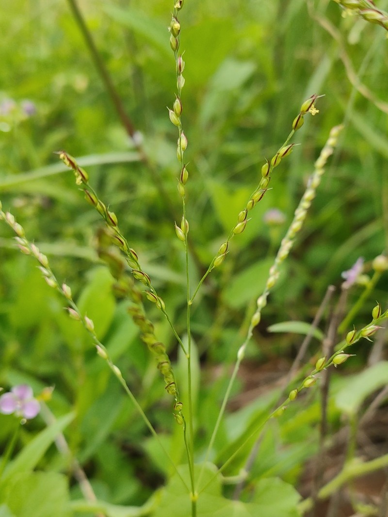 Summergrass