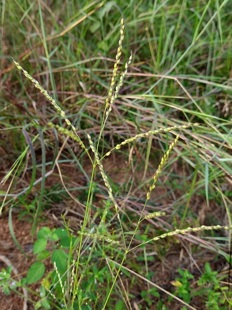 Summergrass photo 2