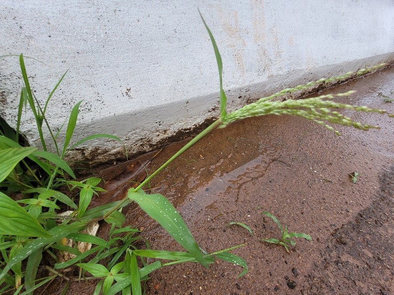 Summergrass photo 3