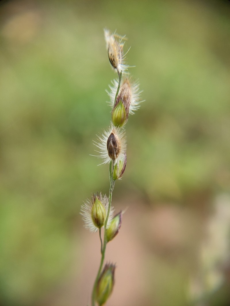 Summergrass photo 4