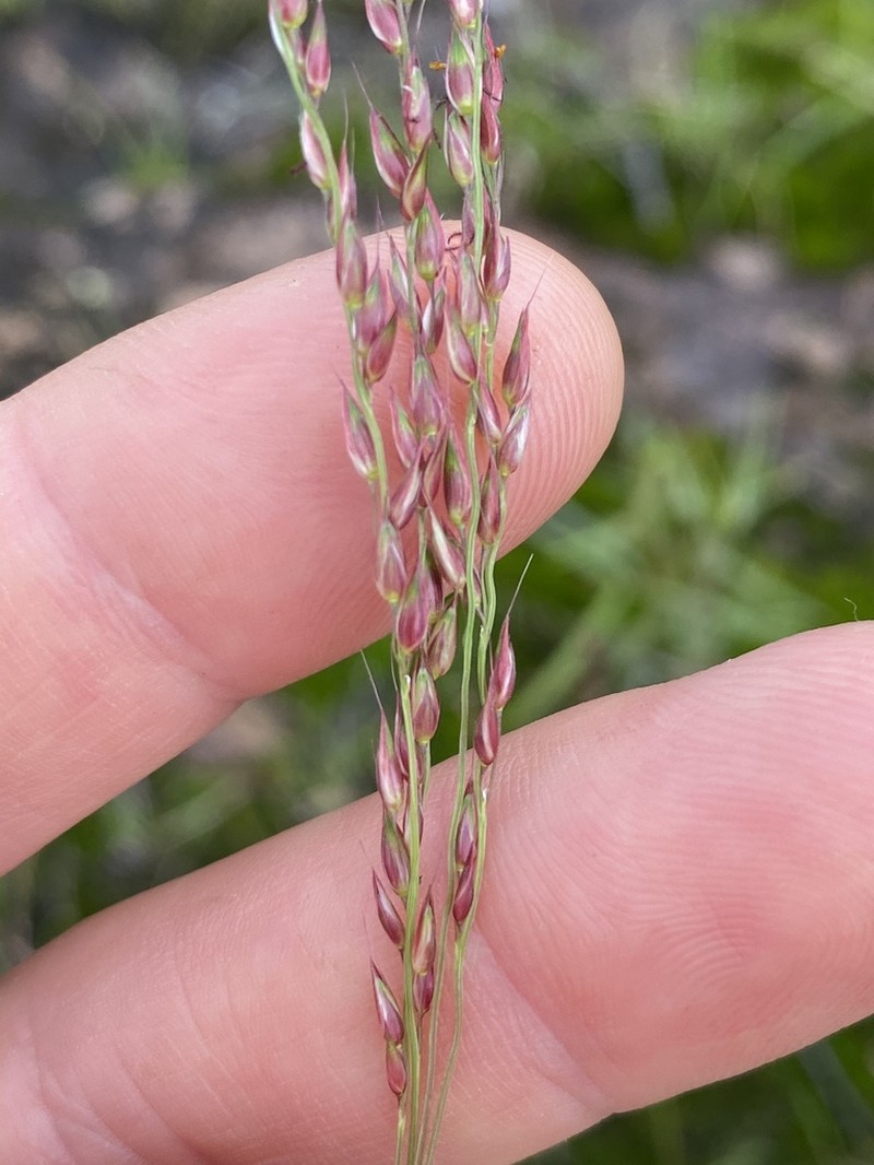 Summergrass photo 5