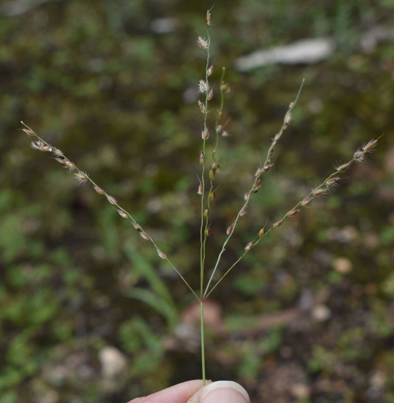 Summergrass photo 6
