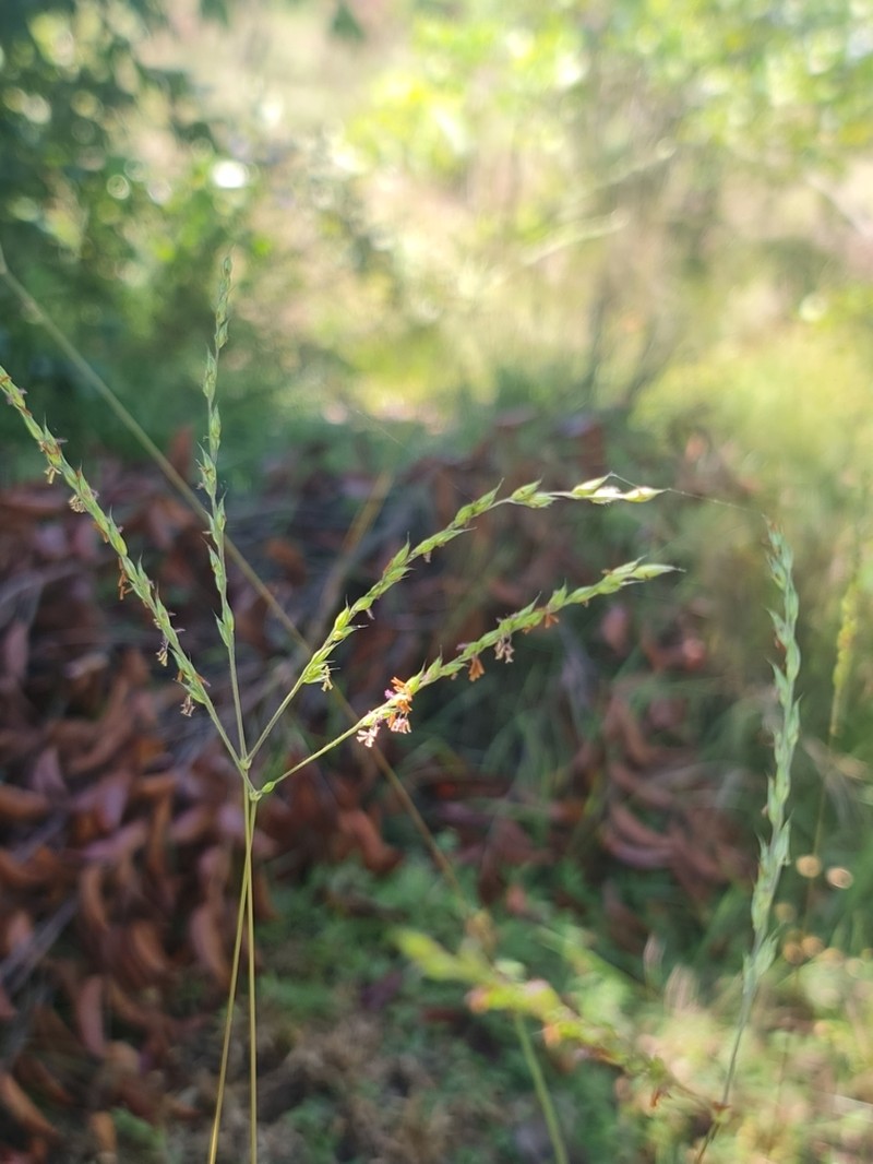 Summergrass photo 7