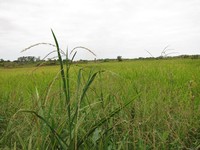 Alloteropsis paniculata