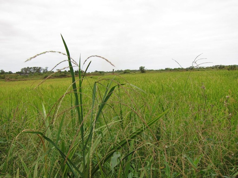 Alloteropsis paniculata