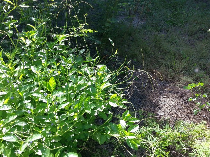 Alloteropsis paniculata photo 2