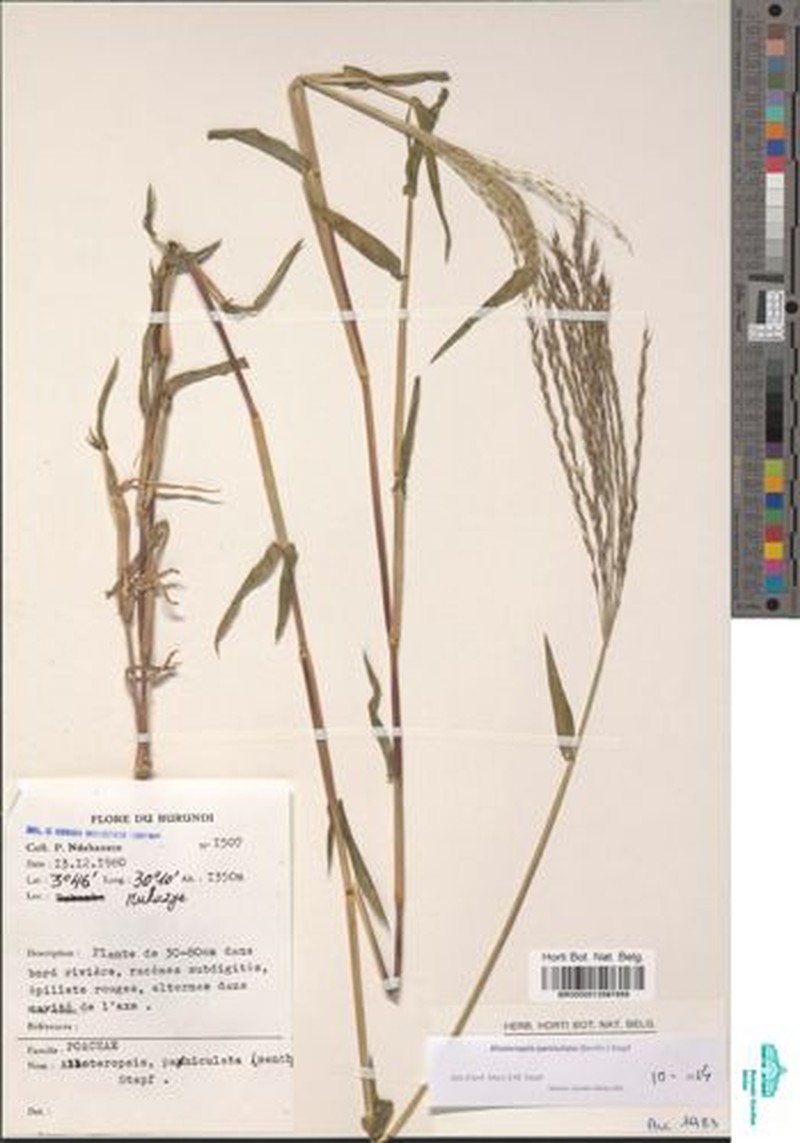 Alloteropsis paniculata photo 6