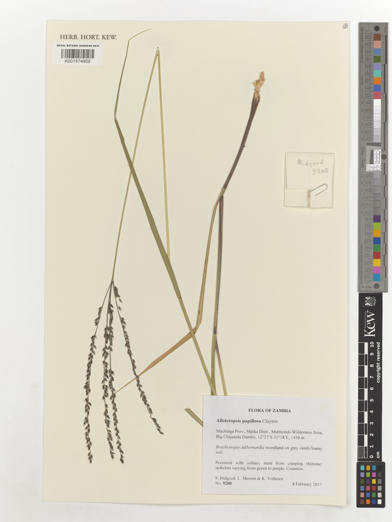 Alloteropsis papillosa