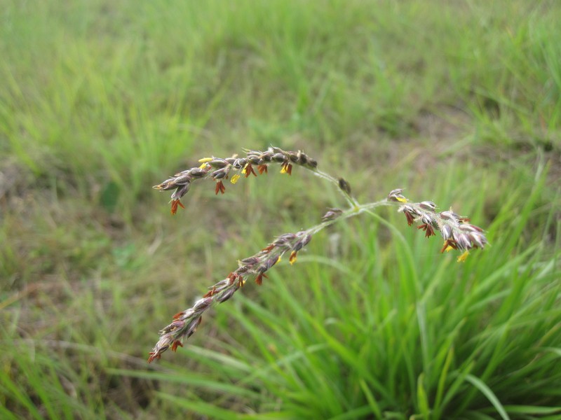 Alloteropsis semialata