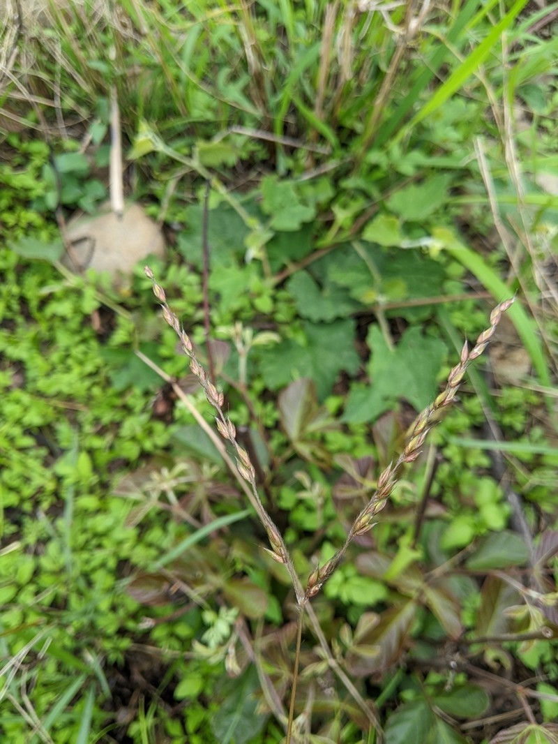 Alloteropsis semialata photo 2