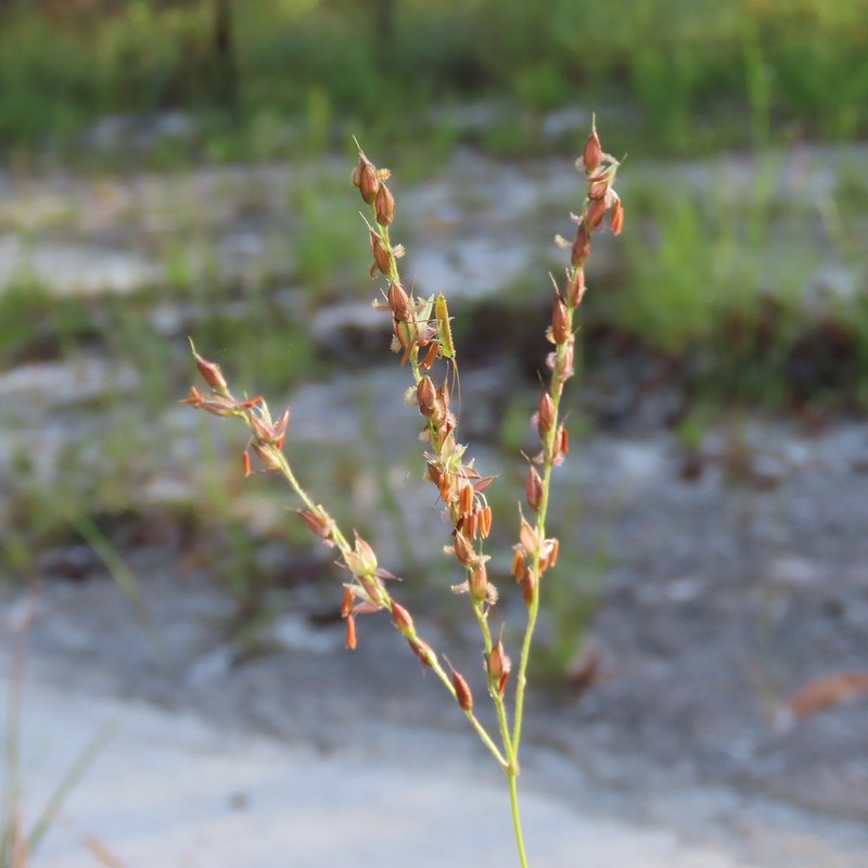 Alloteropsis semialata photo 3