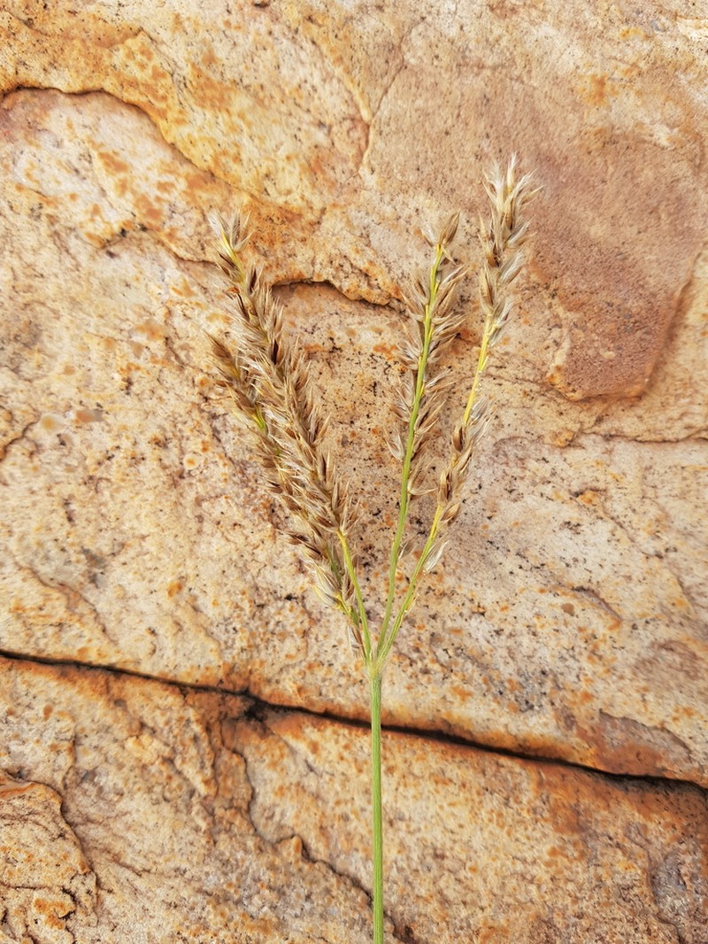 Alloteropsis semialata photo 4