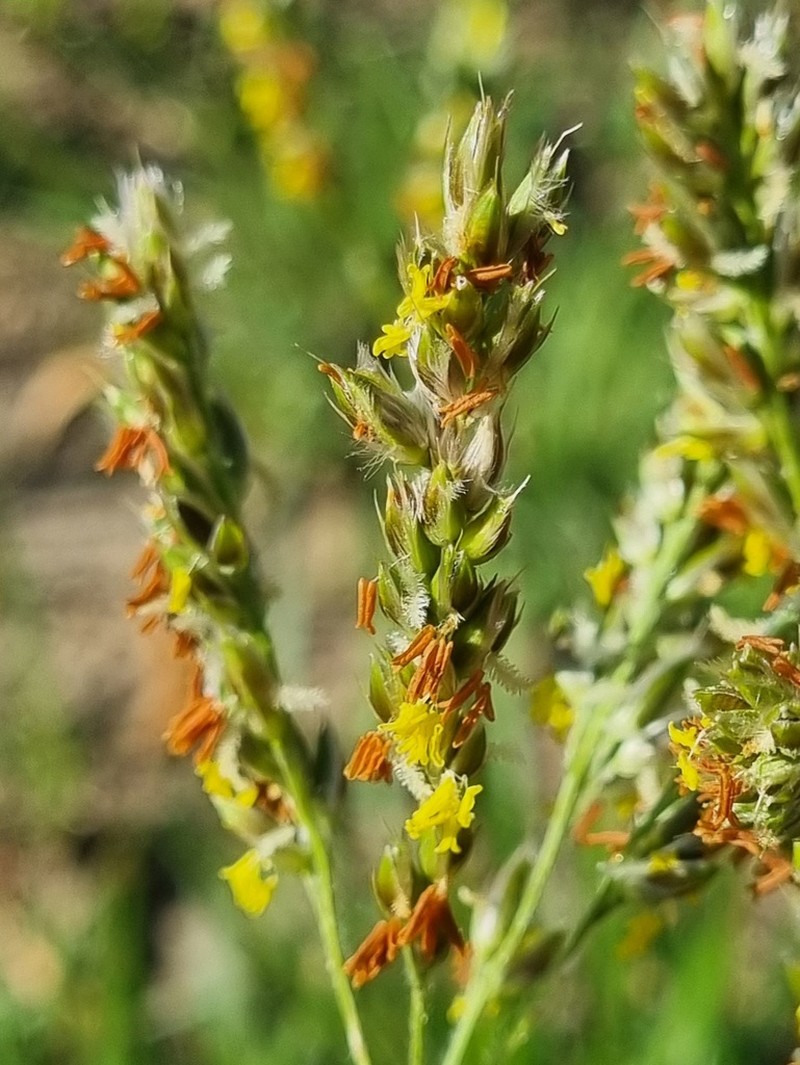 Alloteropsis semialata photo 5