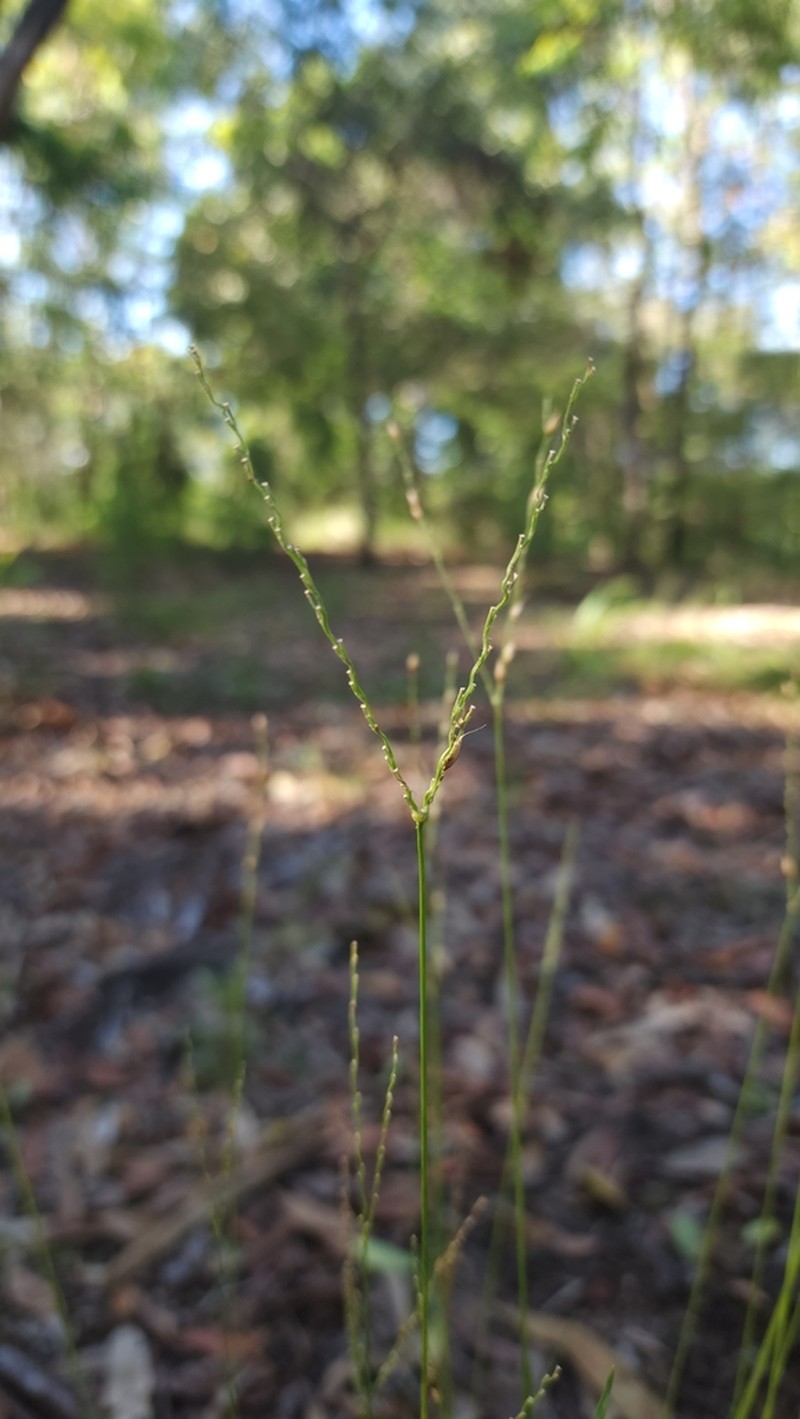 Alloteropsis semialata photo 6