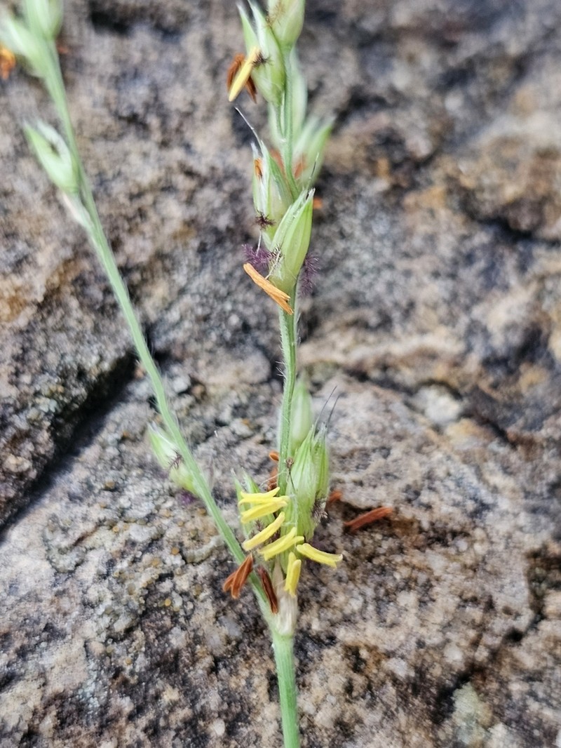 Alloteropsis semialata photo 7