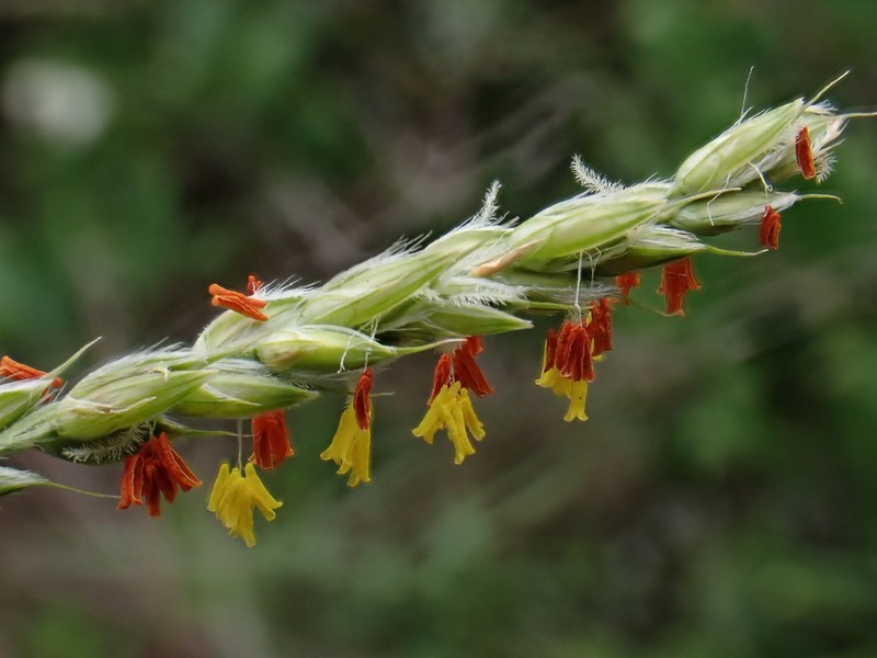 Alloteropsis semialata photo 8