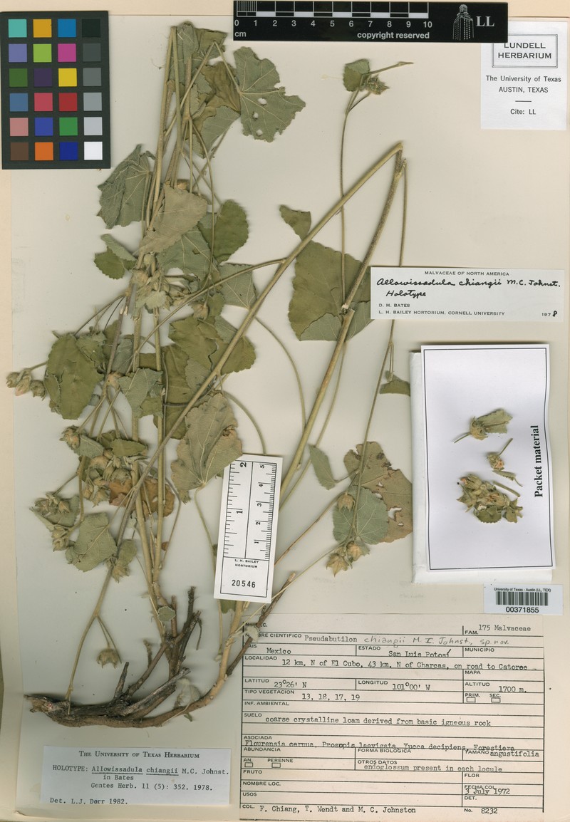 Allowissadula chiangii
