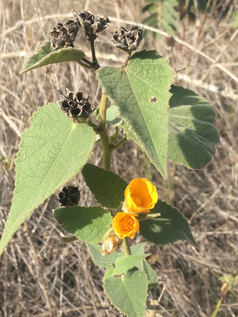 Chisos Mountain False Indianmallow