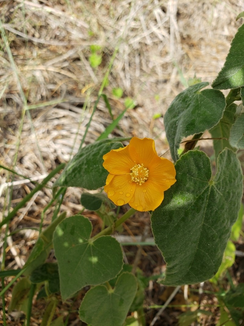 Chisos Mountain False Indianmallow