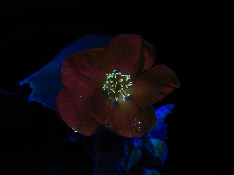 Chisos Mountain False Indianmallow photo 2