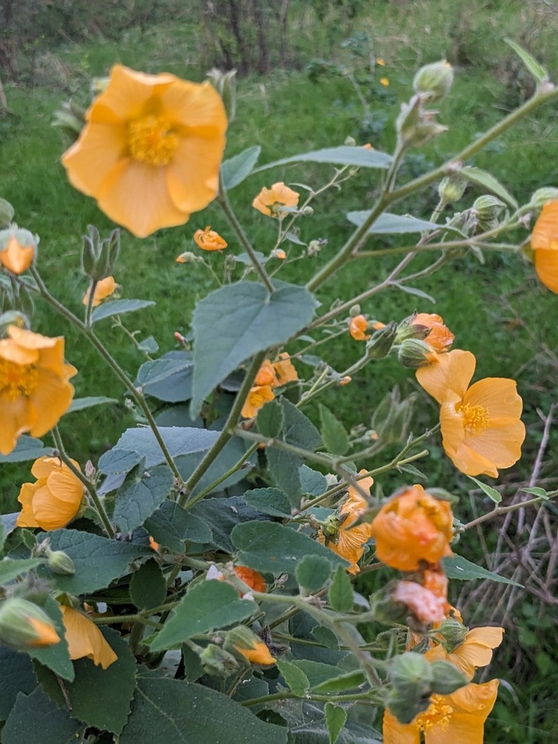 Chisos Mountain False Indianmallow photo 3