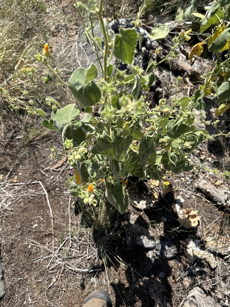 Chisos Mountain False Indianmallow photo 4