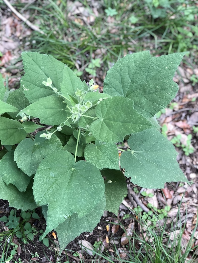Chisos Mountain False Indianmallow photo 5