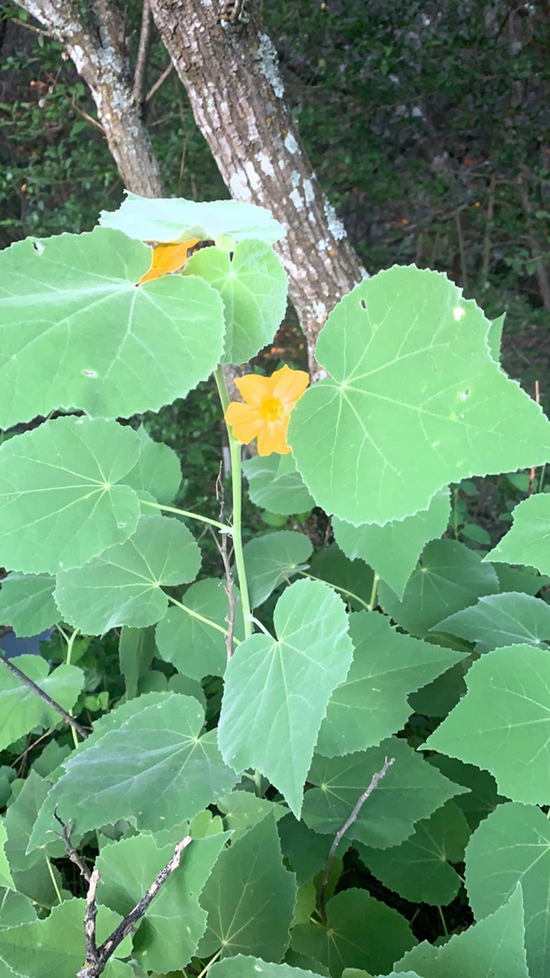 Chisos Mountain False Indianmallow photo 6