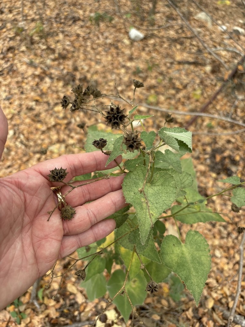 Chisos Mountain False Indianmallow photo 7