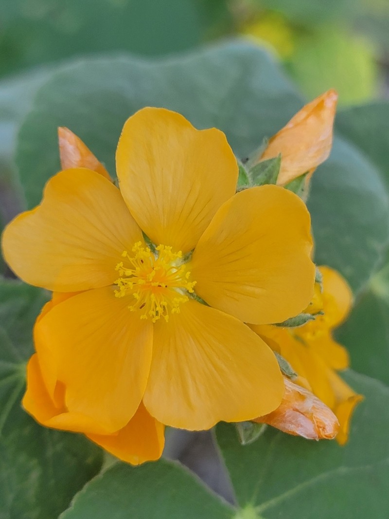 Chisos Mountain False Indianmallow photo 8