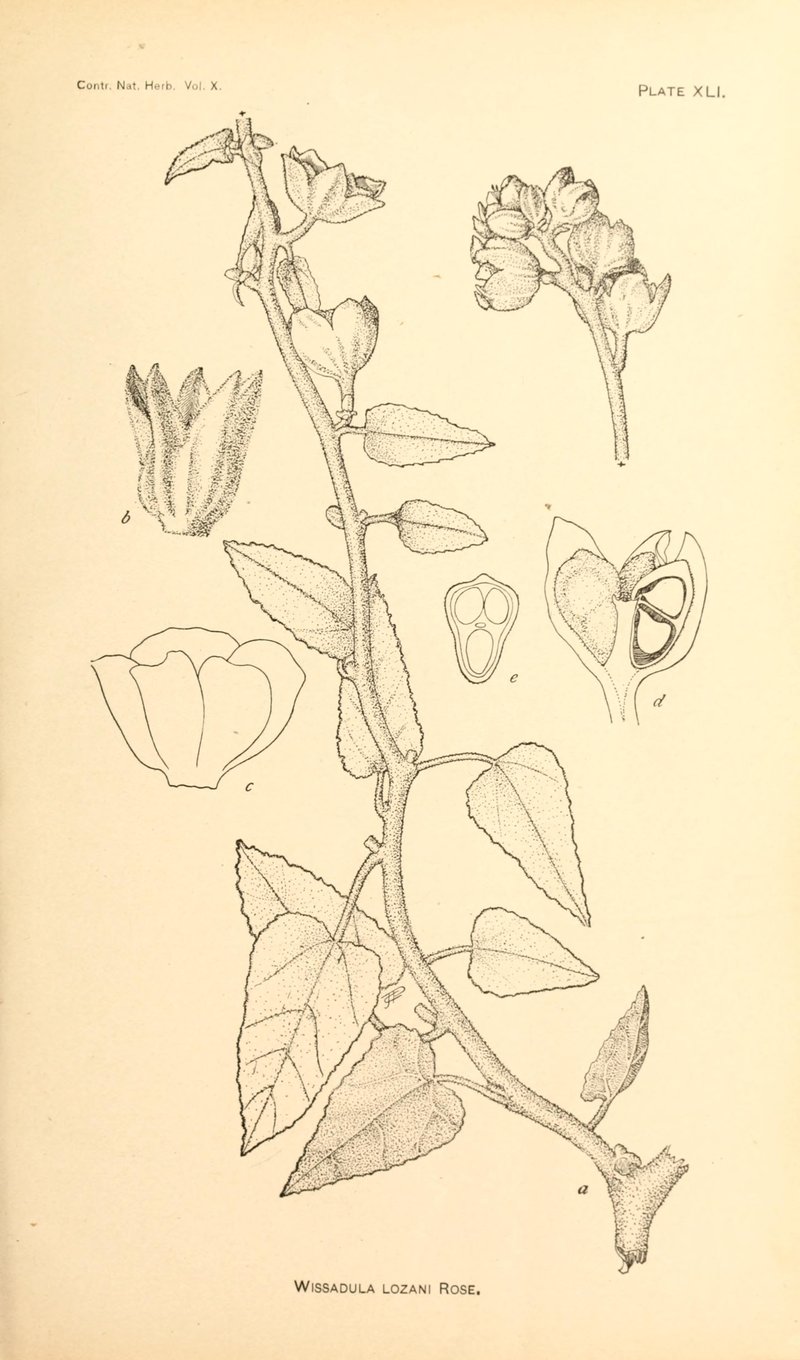 Lozano's False Indianmallow