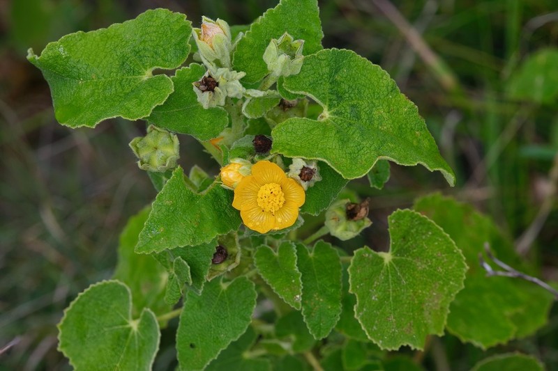 Lozano's False Indianmallow photo 4
