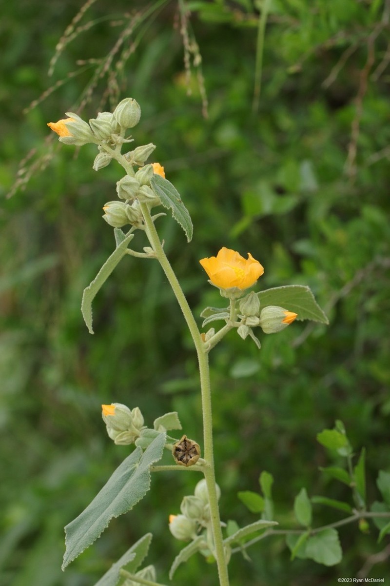 Allowissadula lozanoi photo 5