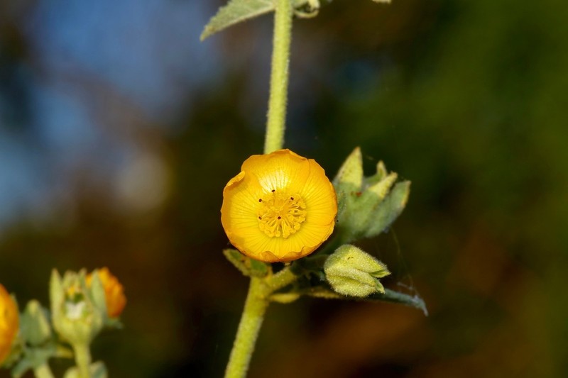 Allowissadula lozanoi photo 6