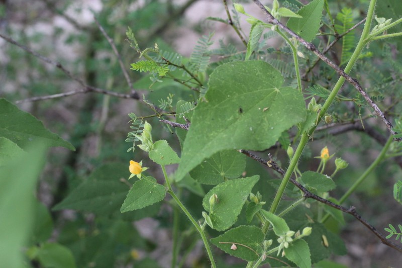 Allowissadula pringlei