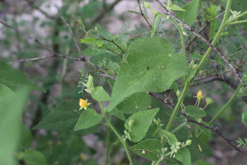 Allowissadula pringlei photo 2