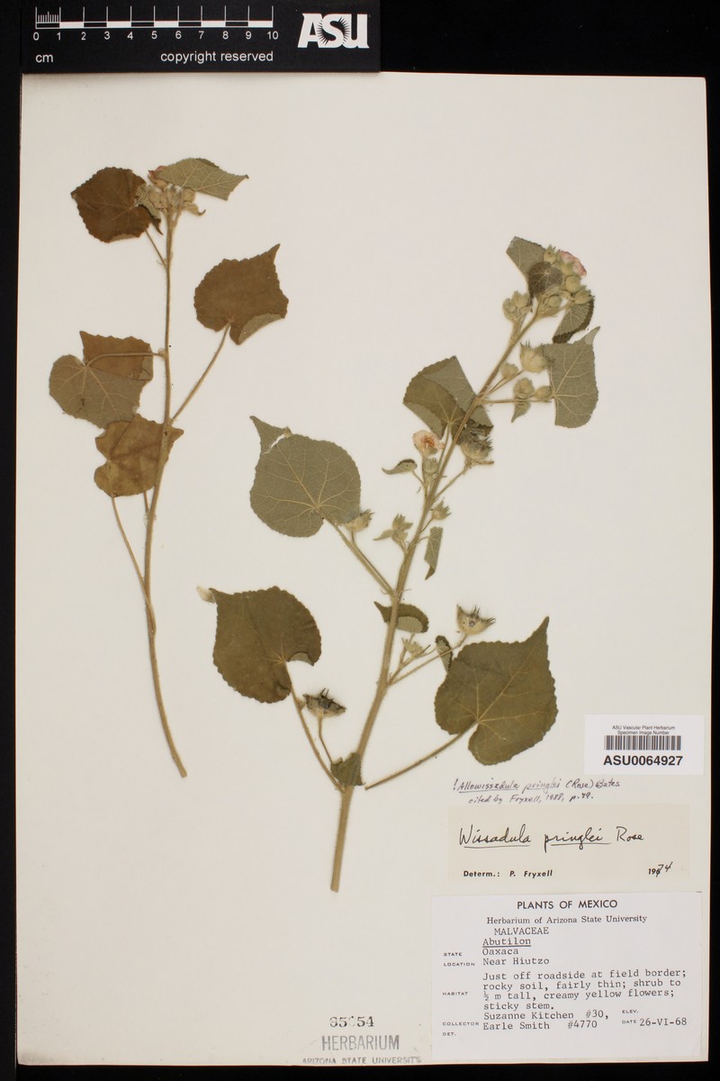 Allowissadula pringlei photo 3