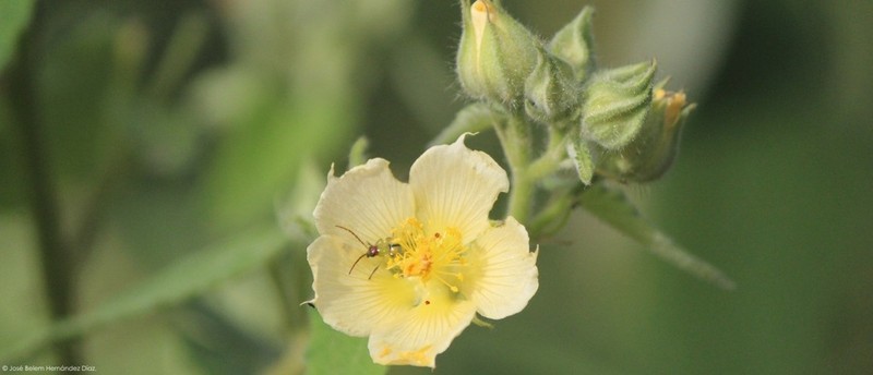 Allowissadula sessei photo 3