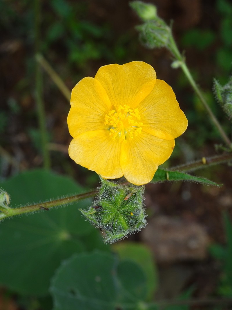 Allowissadula sessei photo 5