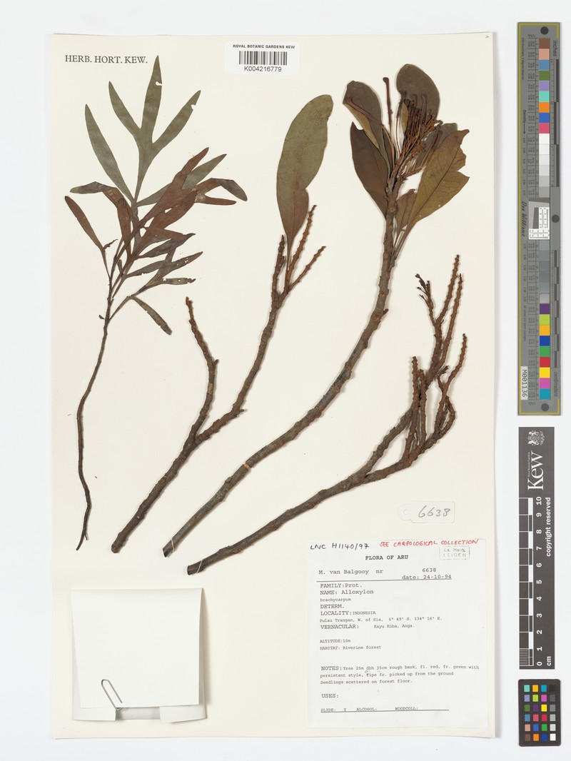 Alloxylon brachycarpum