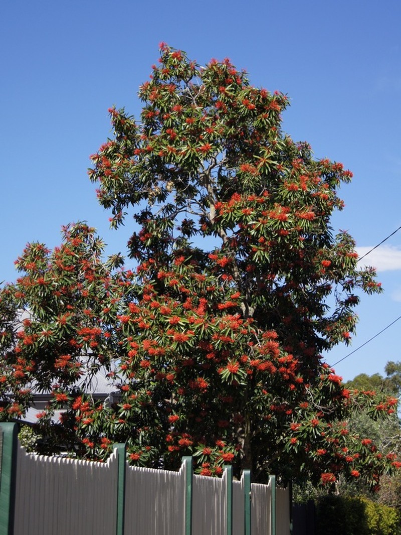 Alloxylon flammeum